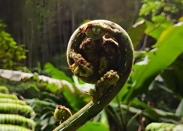 一株也不能挖!广西男子扫墓发现3株,带回家做盆栽,23年被查获