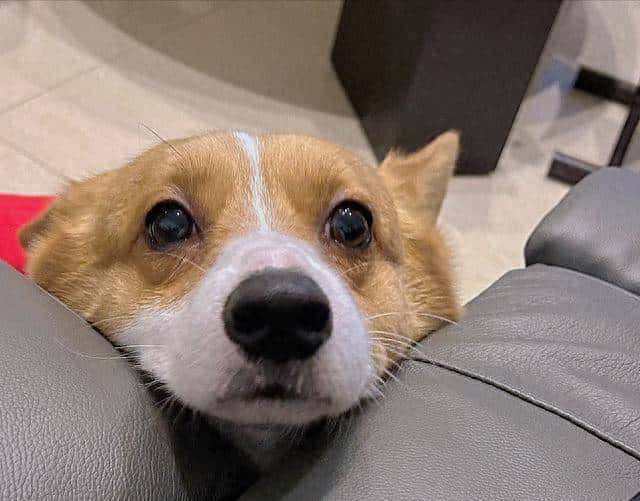 狗狗为什么把“下巴垫在你身上”?养狗后才清楚,有这些意思