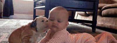 狗狗“舔人”很脏？原来它舔你，是想告知你这几件事