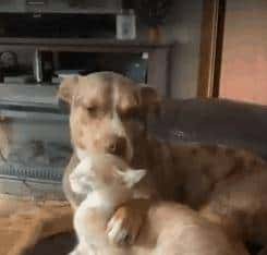 狗狗“舔人”很脏？原来它舔你，是想告知你这几件事