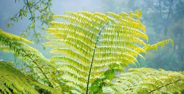 一株也不能挖!广西男子扫墓发现3株,带回家做盆栽,23年被查获