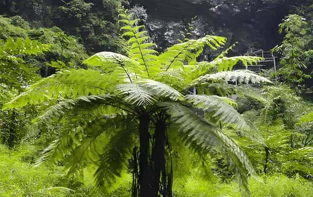 一株也不能挖!广西男子扫墓发现3株,带回家做盆栽,23年被查获