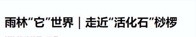 一株也不能挖!广西男子扫墓发现3株,带回家做盆栽,23年被查获