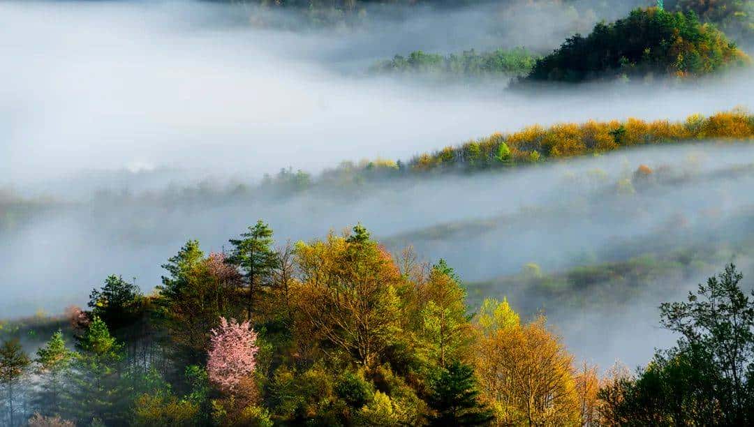 首次进入全国前十！重庆森林覆盖率达54.5%