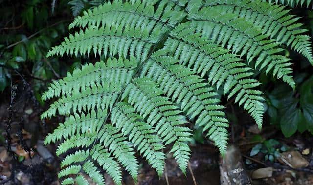 一株也不能挖!广西男子扫墓发现3株,带回家做盆栽,23年被查获