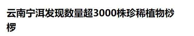 一株也不能挖!广西男子扫墓发现3株,带回家做盆栽,23年被查获