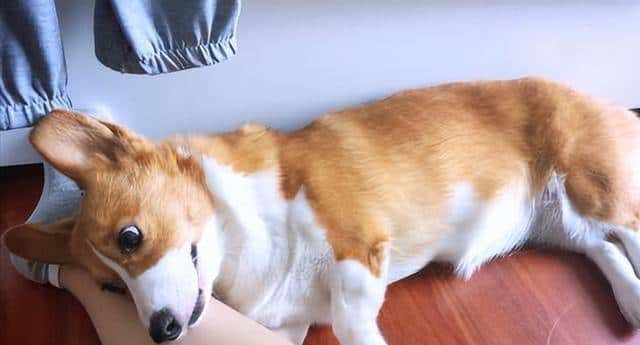 狗狗为什么把“下巴垫在你身上”?养狗后才清楚,有这些意思