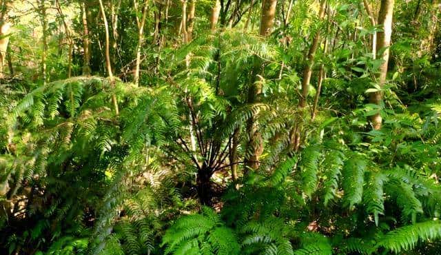 一株也不能挖!广西男子扫墓发现3株,带回家做盆栽,23年被查获