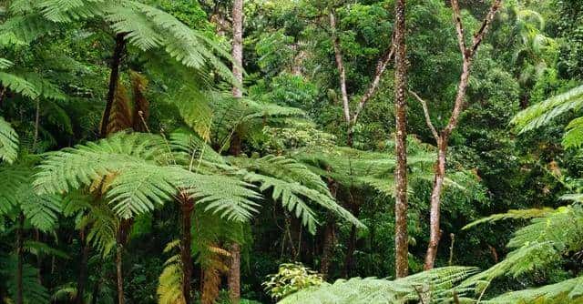 一株也不能挖!广西男子扫墓发现3株,带回家做盆栽,23年被查获