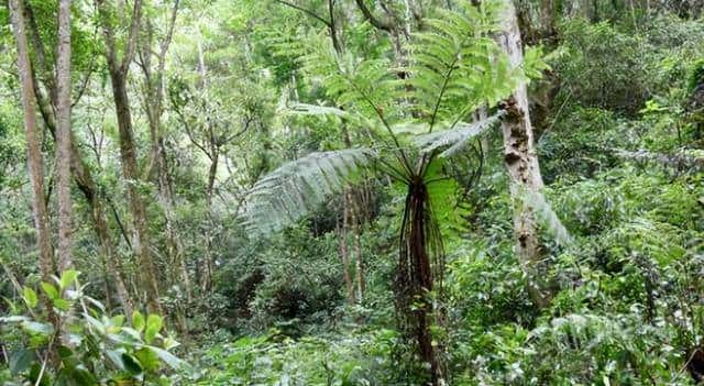 一株也不能挖!广西男子扫墓发现3株,带回家做盆栽,23年被查获