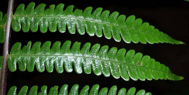 一株也不能挖!广西男子扫墓发现3株,带回家做盆栽,23年被查获