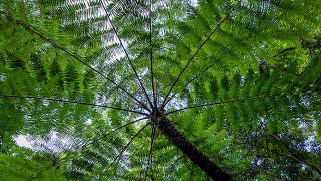 一株也不能挖!广西男子扫墓发现3株,带回家做盆栽,23年被查获