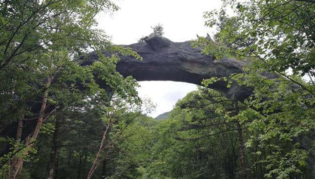 森林覆盖率高达91.1%”神农架“进退”之间让绿水青山“焕”新颜