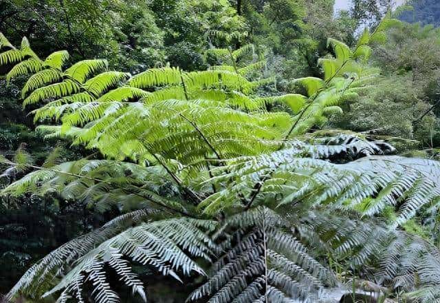 一株也不能挖！广西男子扫墓发现3株，带回家做盆栽，23年被查获 - 鹿快