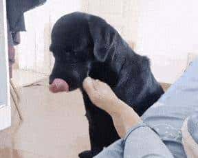 狗狗“舔人”很脏？原来它舔你，是想告知你这几件事