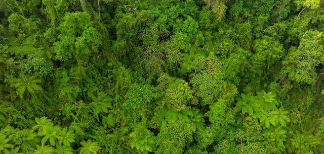 一株也不能挖!广西男子扫墓发现3株,带回家做盆栽,23年被查获