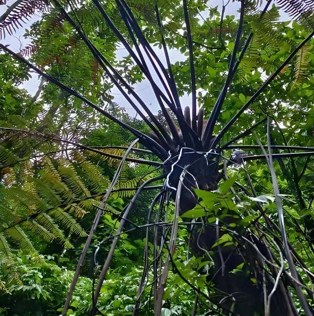 一株也不能挖!广西男子扫墓发现3株,带回家做盆栽,23年被查获