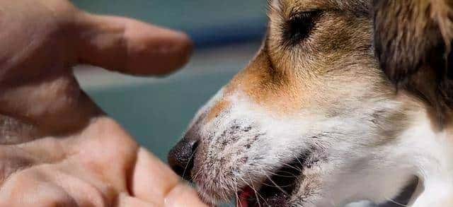 狗狗“舔人”很脏？原来它舔你，是想告知你这几件事