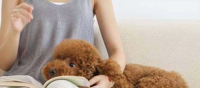 狗狗“舔人”很脏？原来它舔你，是想告知你这几件事