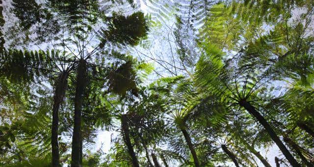 一株也不能挖!广西男子扫墓发现3株,带回家做盆栽,23年被查获