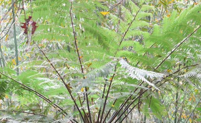 一株也不能挖!广西男子扫墓发现3株,带回家做盆栽,23年被查获