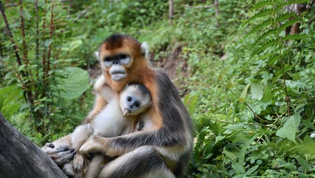 森林覆盖率高达91.1%”神农架“进退”之间让绿水青山“焕”新颜