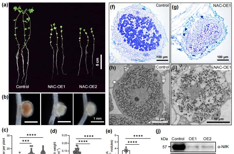 New Phytologist：DAP-seq技术在NAC转录因子NAC094参与百脉根中硝酸盐诱导根瘤衰老机制研究中的应用