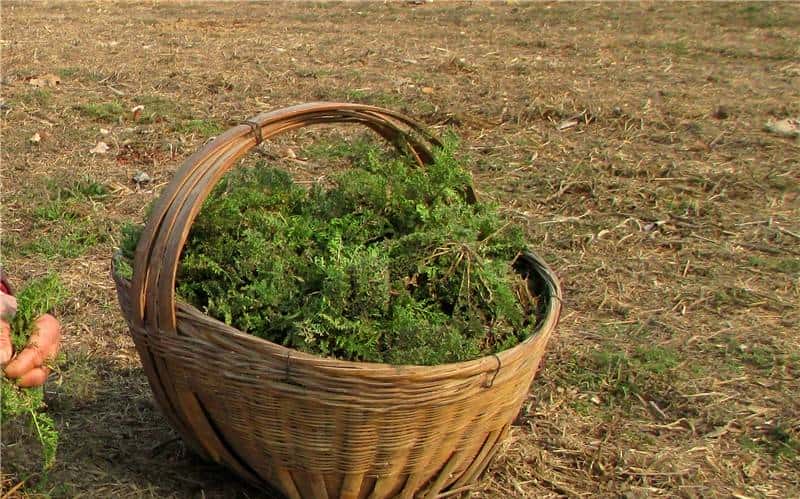 擓，一个身世成谜的方言口语词，却妙趣横生，深为人们喜闻乐道