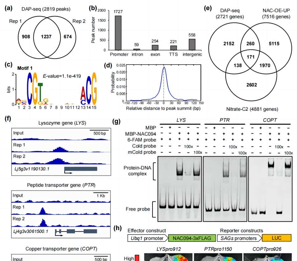 New Phytologist：DAP-seq技术在NAC转录因子NAC094参与百脉根中硝酸盐诱导根瘤衰老机制研究中的应用