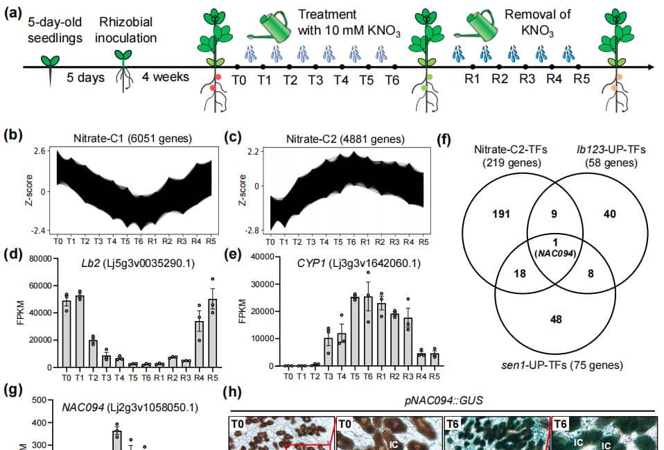 New Phytologist：DAP-seq技术在NAC转录因子NAC094参与百脉根中硝酸盐诱导根瘤衰老机制研究中的应用