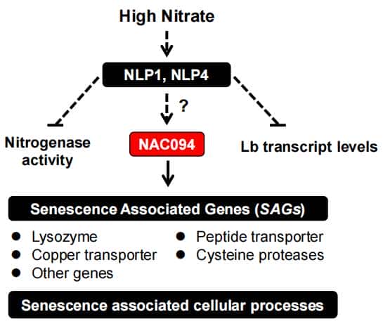 New Phytologist：DAP-seq技术在NAC转录因子NAC094参与百脉根中硝酸盐诱导根瘤衰老机制研究中的应用