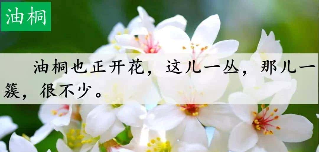 四年级下册语文第17课《记金华的双龙洞》图文详解及同步练习