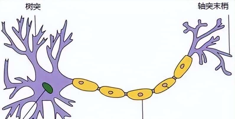 深入浅出讲解 | 一文入门神经网络 - 鹿快