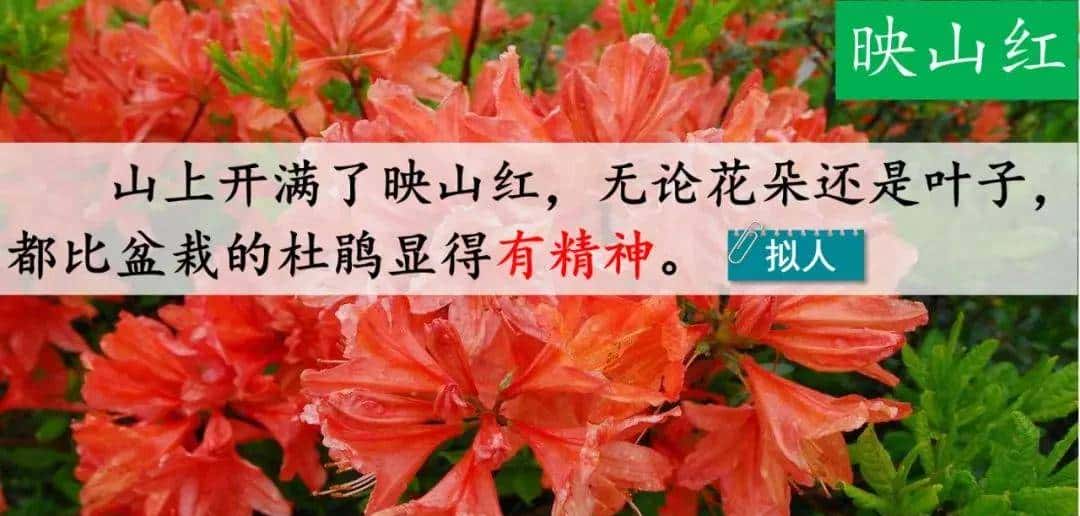 四年级下册语文第17课《记金华的双龙洞》图文详解及同步练习