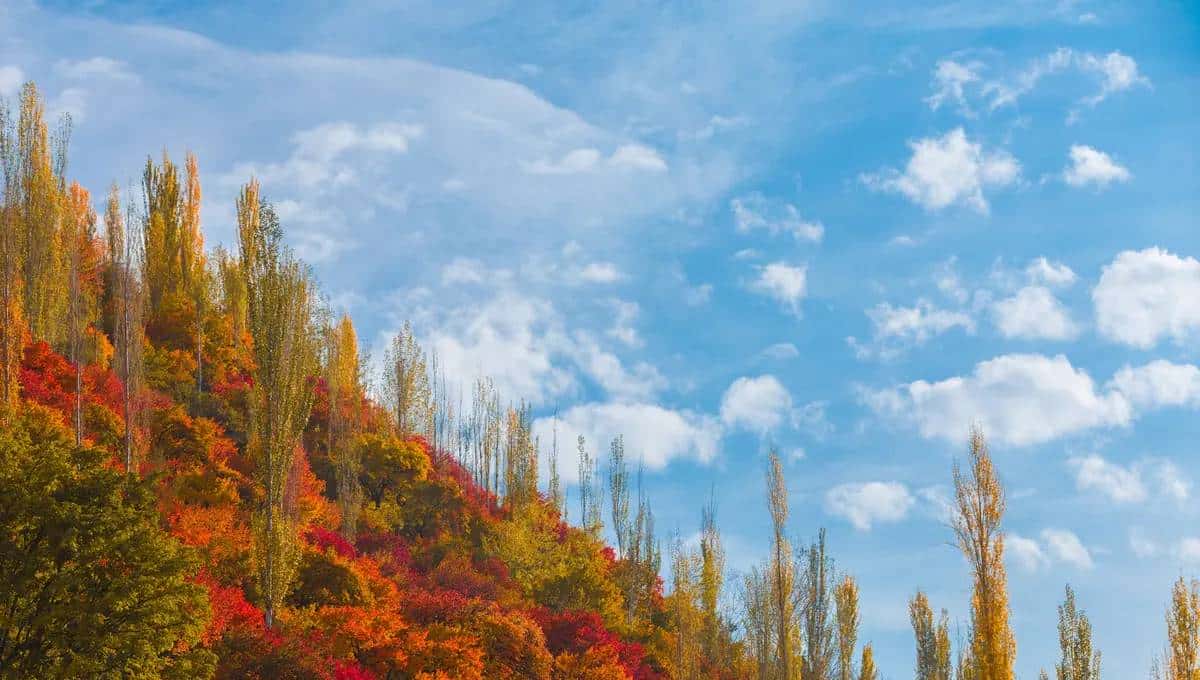 Focal length - 鹿快