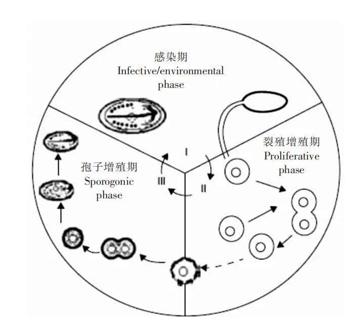 绿色替抗！83.46% 抑制率，虾肝肠胞虫（EHP）的克星，岂容错过？