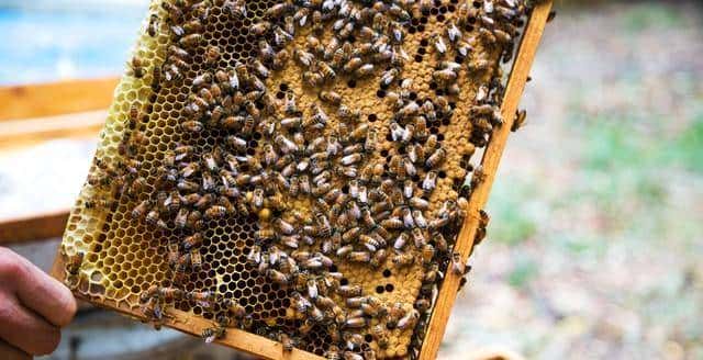 穷人不碰大项目,养殖这4样,一年翻身变老板