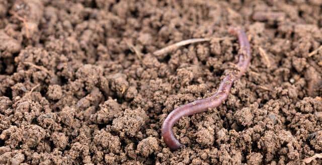 穷人不碰大项目,养殖这4样,一年翻身变老板