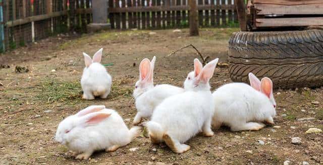 穷人不碰大项目,养殖这4样,一年翻身变老板
