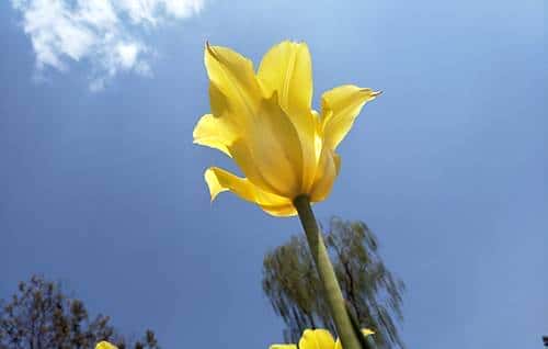 长续航闪拍利器 OPPO R9 Plus真机评测