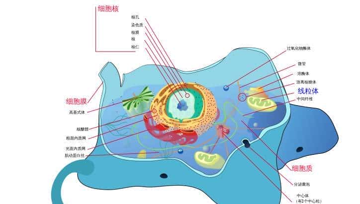 人类到底能不能“永生”？ - 鹿快