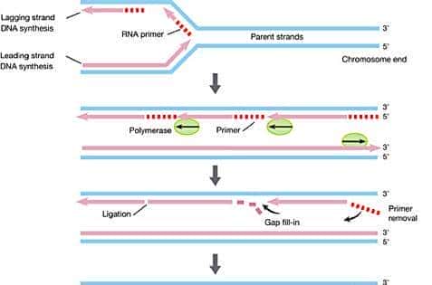 人类到底能不能“永生”？