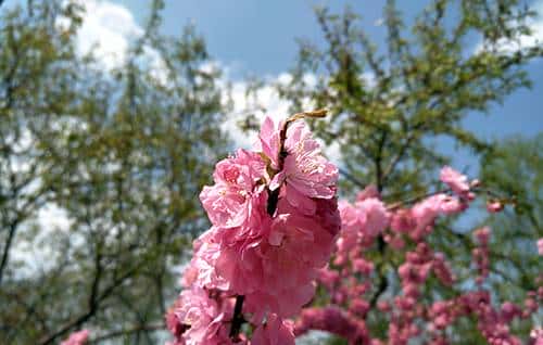 长续航闪拍利器 OPPO R9 Plus真机评测