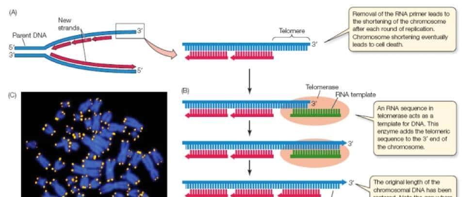 人类到底能不能“永生”？