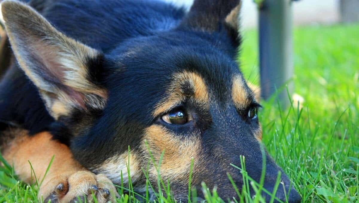 派出所门口的流浪狗（短篇小说） - 鹿快