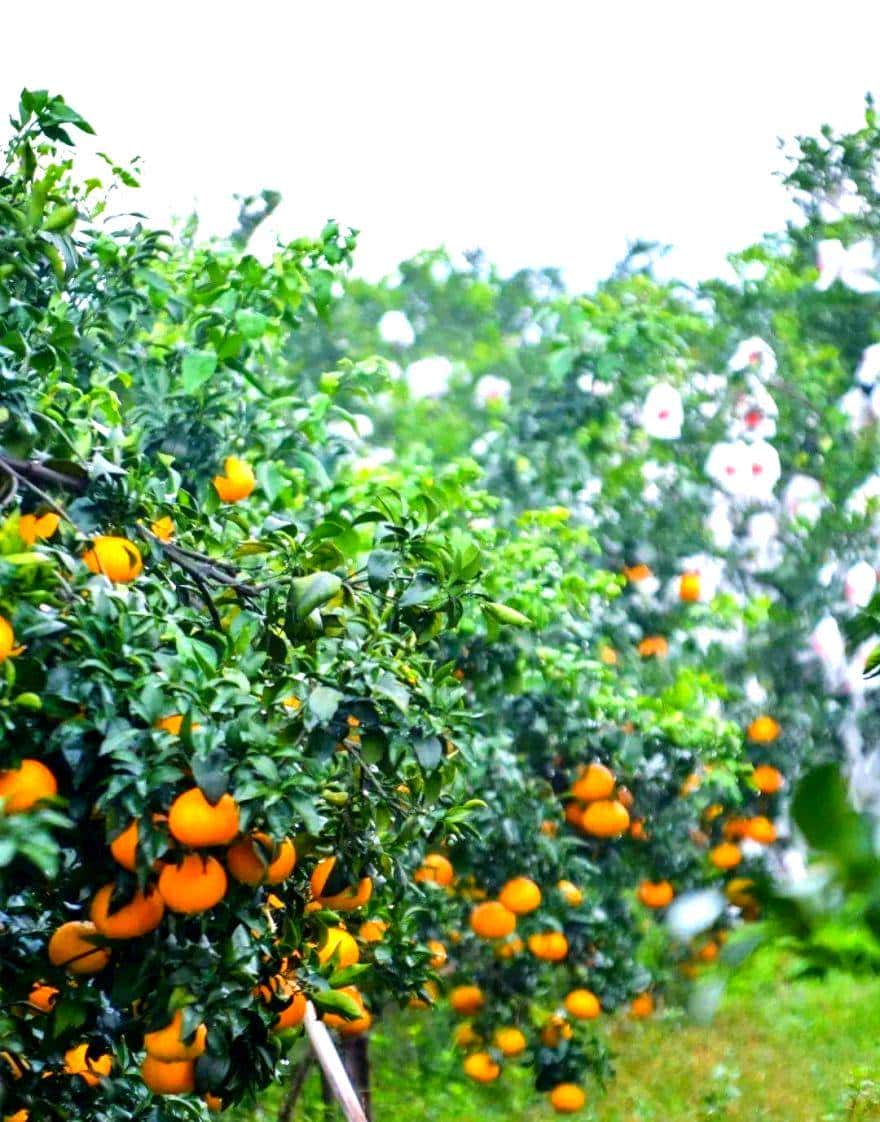 昭化味道 | min甜，开“炫”！