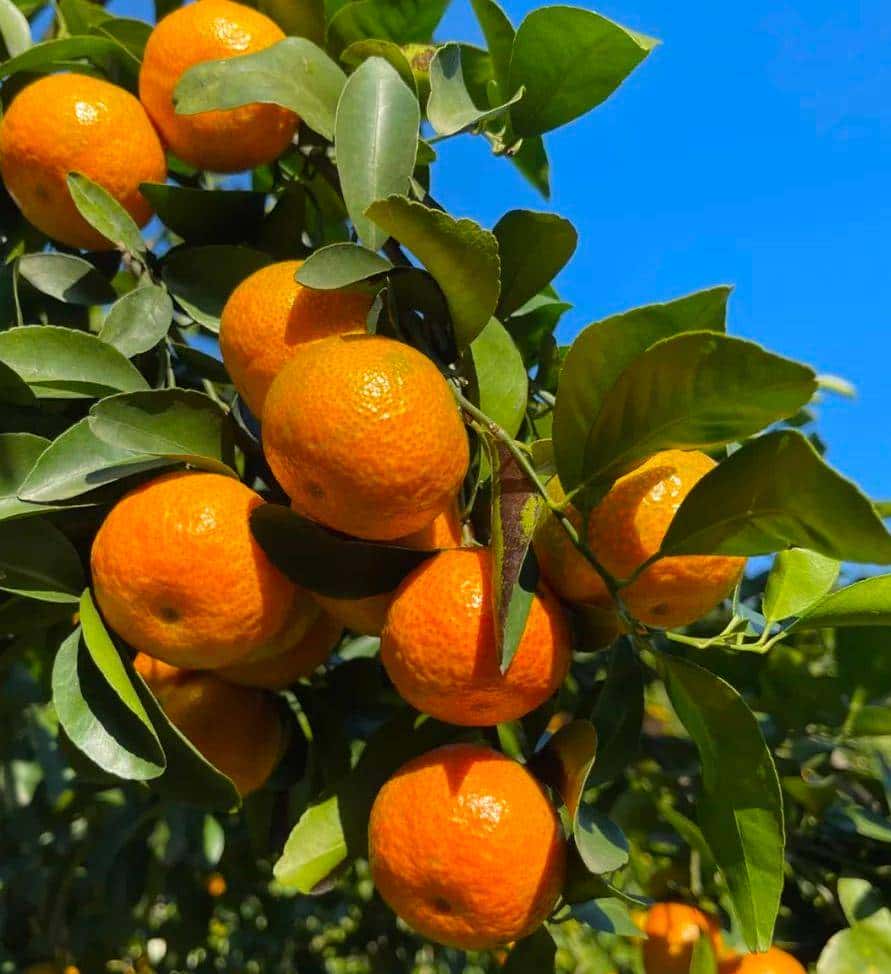 昭化味道 | min甜，开“炫”！