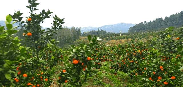 昭化味道 | min甜，开“炫”！