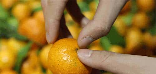 昭化味道 | min甜，开“炫”！