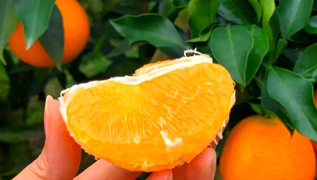 昭化味道 | min甜，开“炫”！